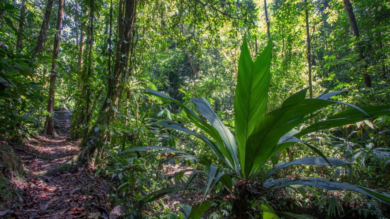 Esquinas Rainforest Lodge Golfito Buitenkant foto